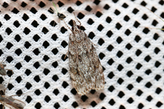 Scoparia subfusca
