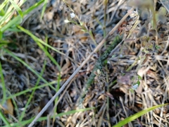 Myosotis ramosissima