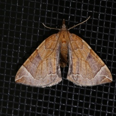 Eulithis testata