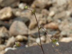 Nemacladus morefieldii