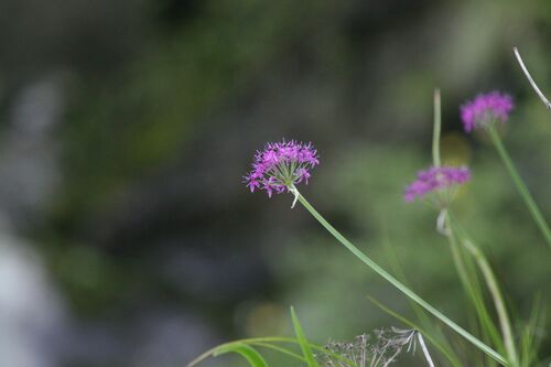 Allium wallichii (Allium wallichii)