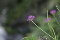 Allium wallichii (Allium wallichii)