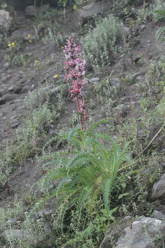 Himalayan Whorlflower (Morina longifolia)