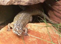 Hosmer's Spiny-Tailed Skink photo 2