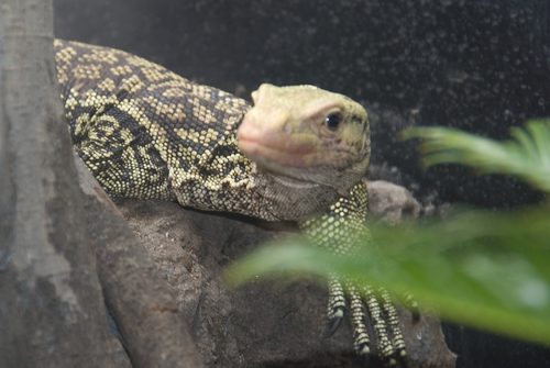 Banggai Island Monitor