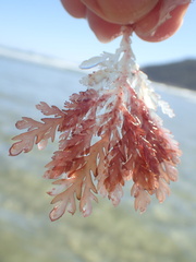 (c) JR Ferrer-Paris, some rights reserved (CC BY)