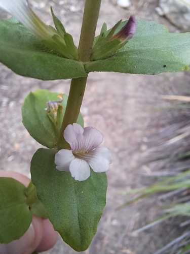 Image of Gratiola peruviana by (c) Corey O'Brien, some rights reserved (CC BY)