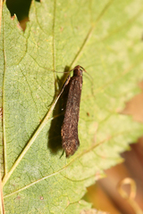 Monochroa lutulentella