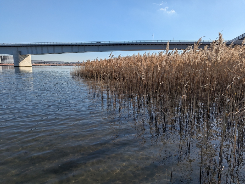 Japanese River Reed common reed from 日本、〒210-0821 神奈川県川崎市川崎区殿町 on December 29, 2024 at 10: ...