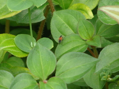 Melanopleurus belfragei