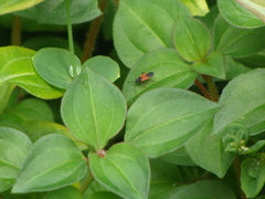 Melanopleurus belfragei