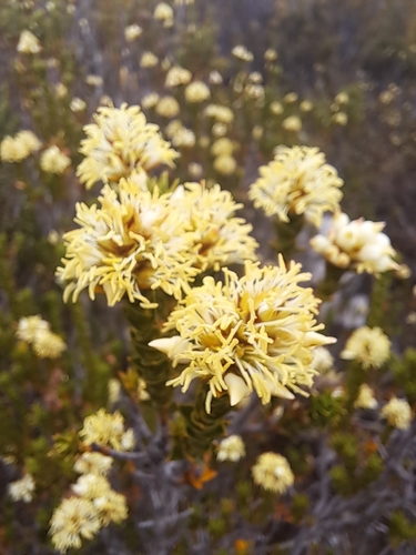 Image of Richea sprengelioides by (c) Corey O'Brien, some rights reserved (CC BY)