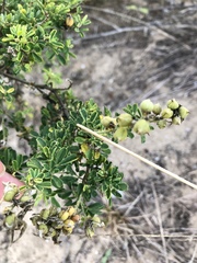 Crotalaria medicaginea