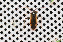 Adelphocoris seticornis