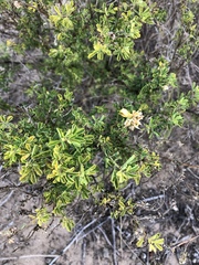 Crotalaria medicaginea