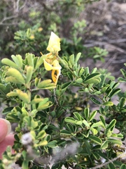 Crotalaria medicaginea