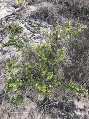 Crotalaria medicaginea