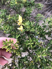 Crotalaria medicaginea