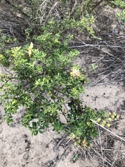 Crotalaria medicaginea