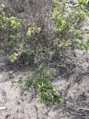 Crotalaria medicaginea
