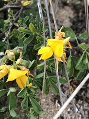 Crotalaria medicaginea