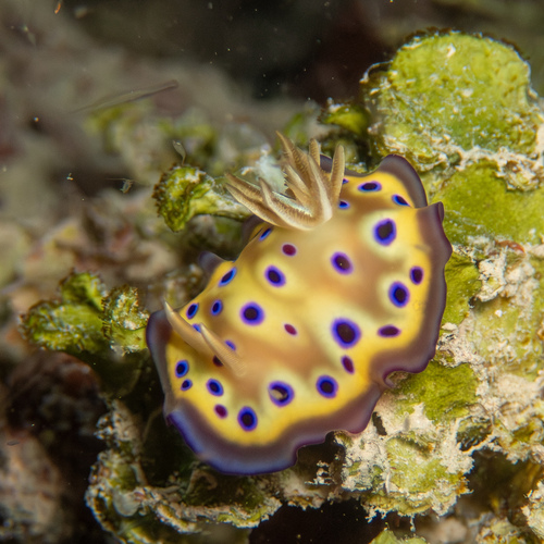 Goniobranchus kuniei — seen at this dive site