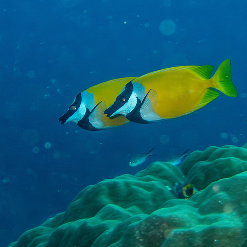 Foxface — seen at this dive site