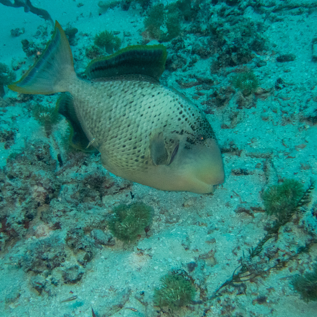 Yellowmargin Triggerfish (Pseudobalistes flavimarginatus) - recorded at Ridge Rock