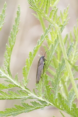 Ectobius lapponicus