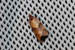 Philedone gerningana