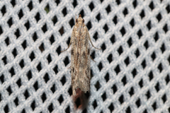 Phycitodes binaevella
