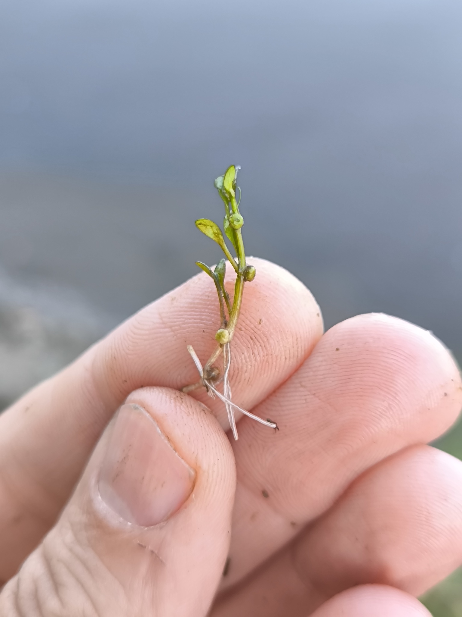 Imagem de Pimenta-d'água