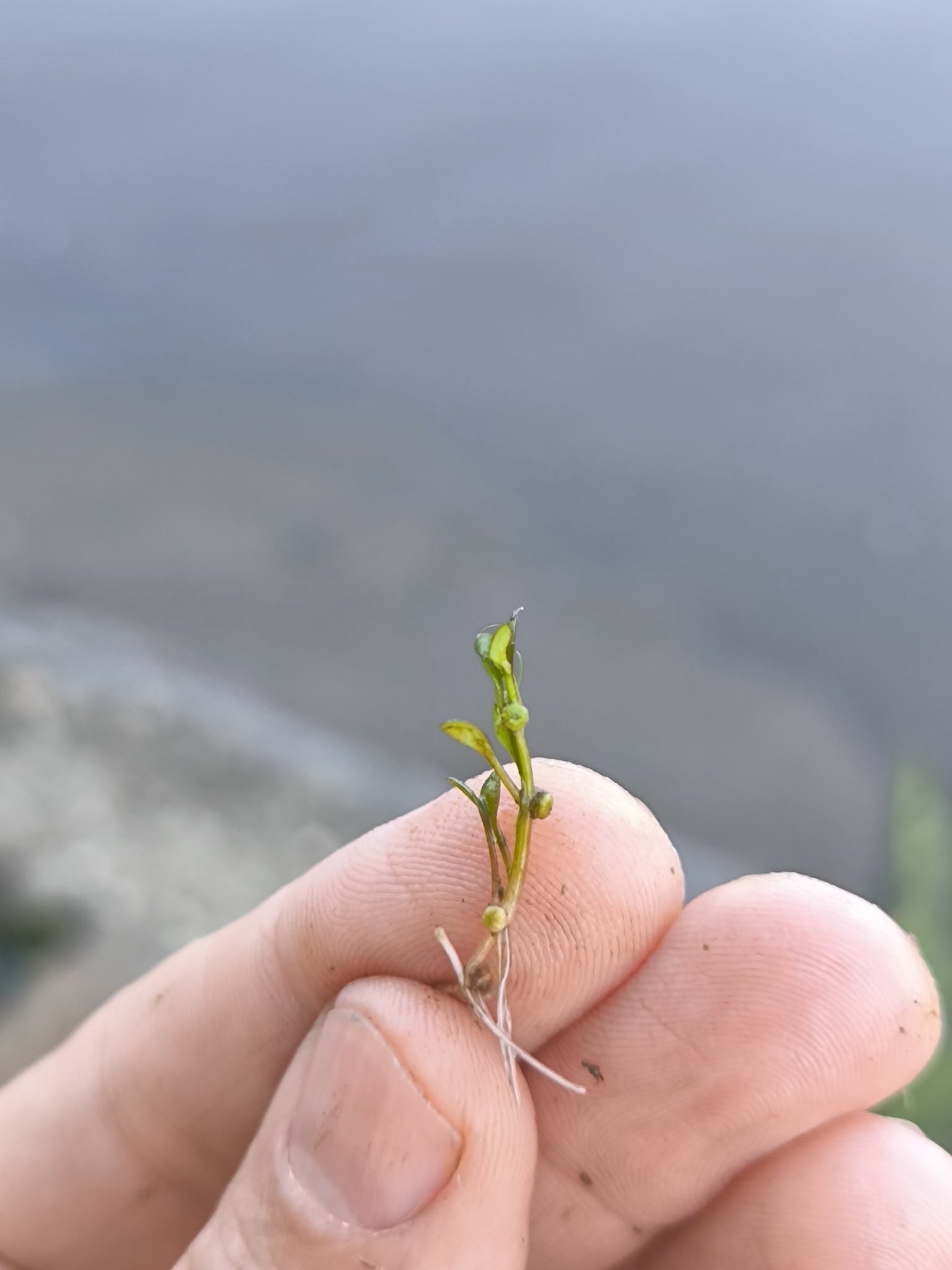 Imagem de Pimenta-d'água