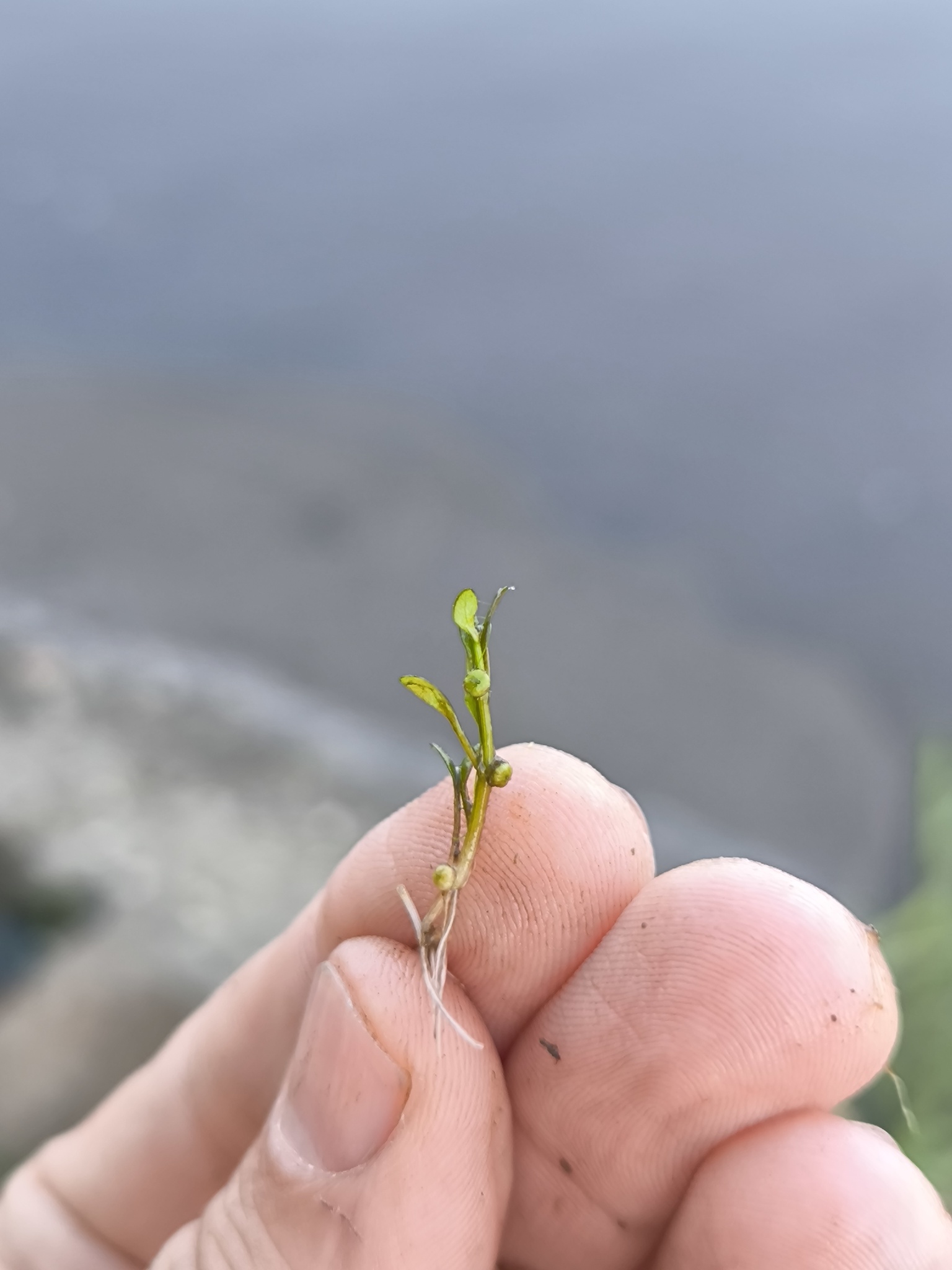 Imagem de Pimenta-d'água