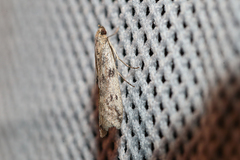 Phycitodes binaevella