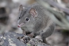 Antechinus