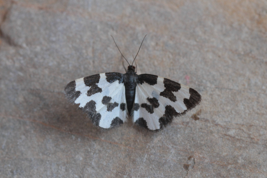 Lomaspilis bithynica