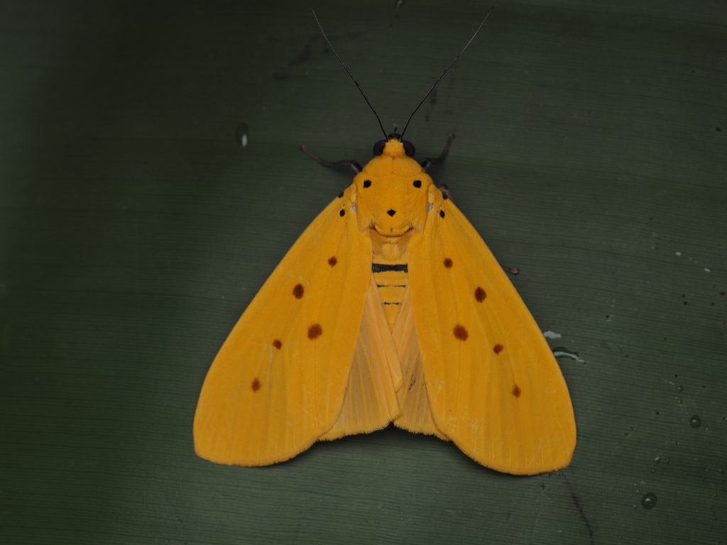 Yellow Tiger Moth
