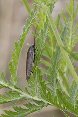Ectobius lapponicus