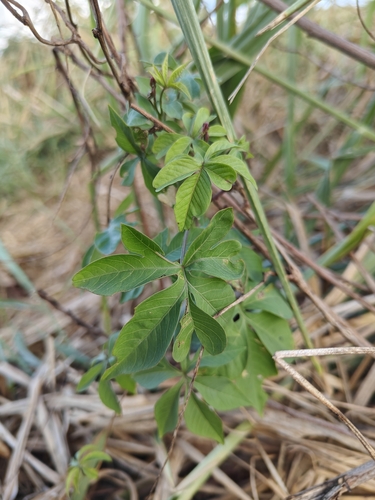 Ipomoea cairica observed 2024-12-29