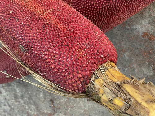 Pandanus conoideus observed 2024-12-14