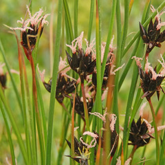 Juncus jacquinii