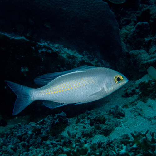 Whitestreak Monocle Bream — seen at this dive site