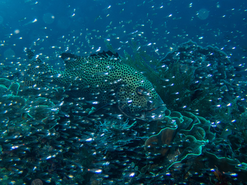 Harlequin Sweetlips — seen at this dive site