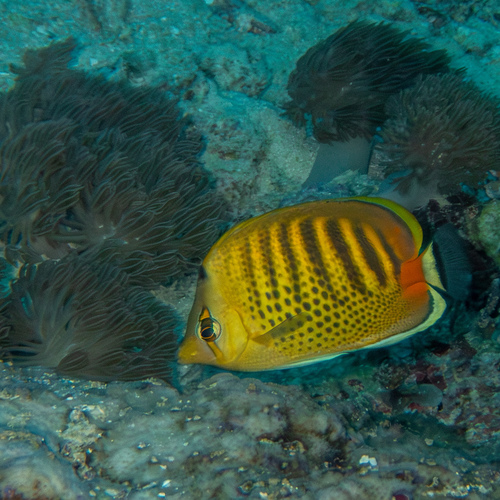 Spotbanded Butterflyfish — seen at this dive site