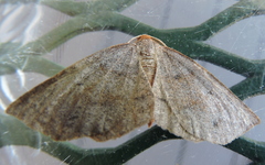 Metarranthis duaria