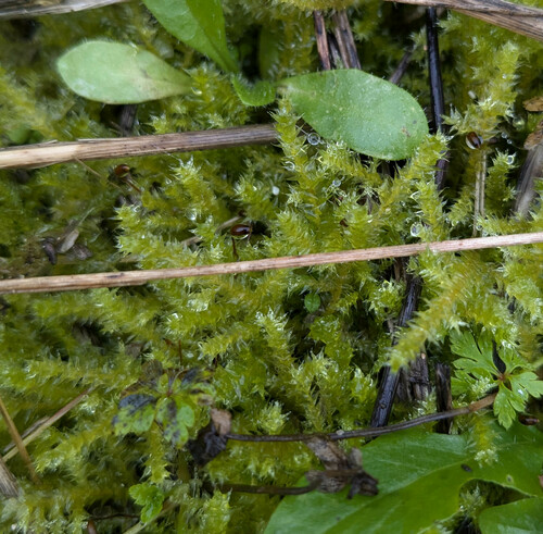 Representative image of Rhynchostegium megapolitanum