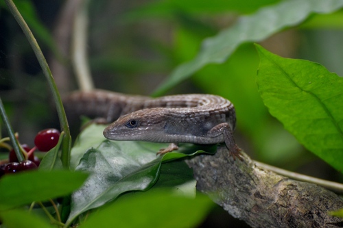 Gerrhonotus liocephalus