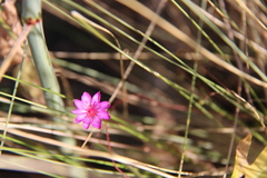Calandrinia strophiolata