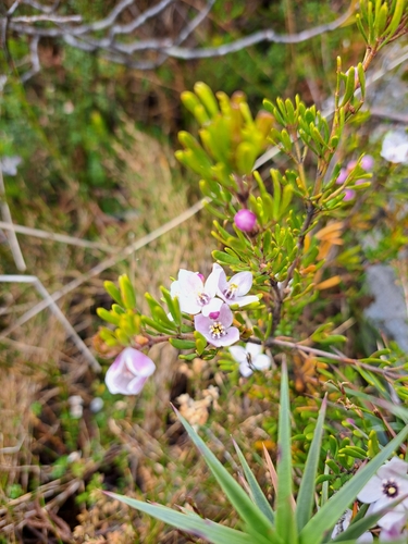 Image of Boronia citriodora by (c) Corey O'Brien, some rights reserved (CC BY)